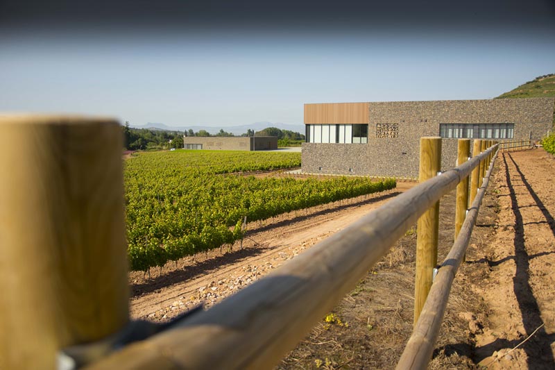 Vista de los viñedos de la bodega