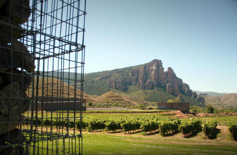 Vista de los viñedos desde la bodega