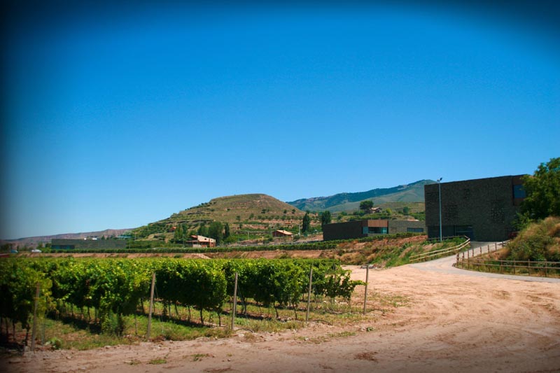 Vista de los viñedos con la bodega de fondo