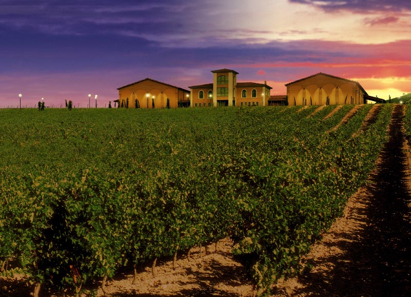 Se muestran los viñedos de la bodega